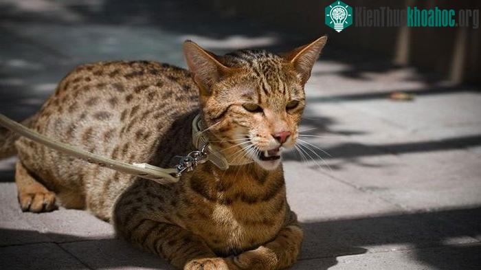 Loài mèo được tạo ra trong phòng thí nghiệm, giá lên đến hàng tỷ đồng/con ảnh 0