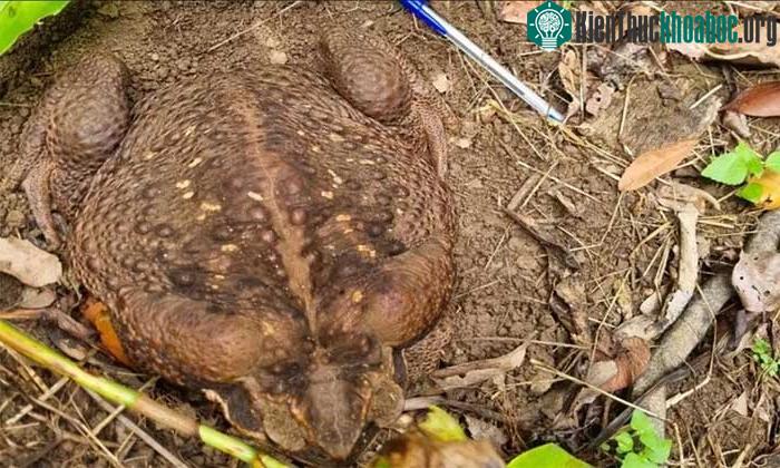 Con cóc mía này nặng tới 2,7kg.