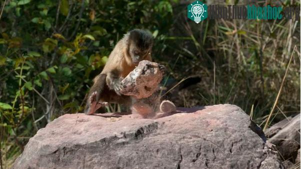Khỉ Capuchin đang ở trong "thời kỳ đồ đá" của riêng chúng
