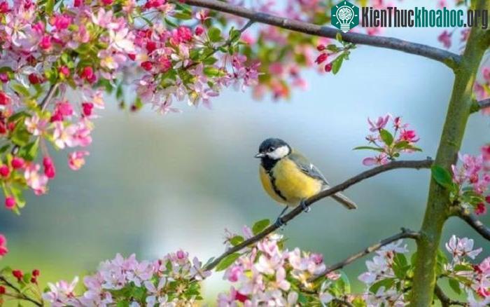 Lập xuân mang ý nghĩa thời điểm bắt đầu mùa xuân.