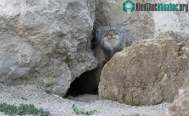 Mèo Pallas