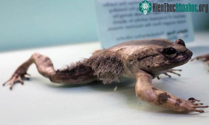 Ếch Trichobatrachus robustus có vũ khí bí mật ở chân sau.