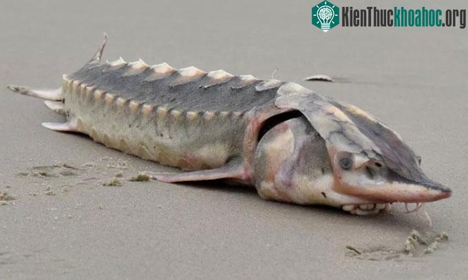 Xác cá tầm Đại Tây Dương dạt vào bờ biển đảo Assateague.