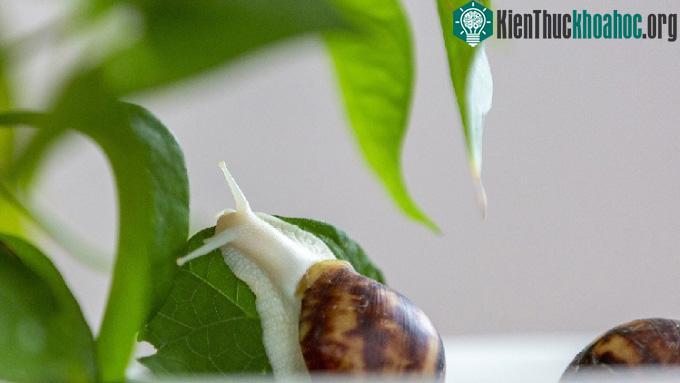 Ốc sên bạch ngọc tại một cơ sở chăn nuôi ở tỉnh Giang Tô, phía đông Trung Quốc.
