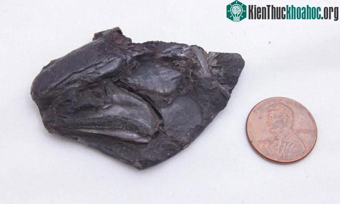 Hộp sọ hóa thạch lưu giữ bộ não 319 triệu năm của cá vây tia.