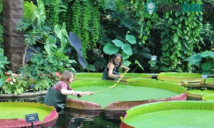 Hoa súng Victoria boliviana ở vườn bách thảo Kew.&nbsp;