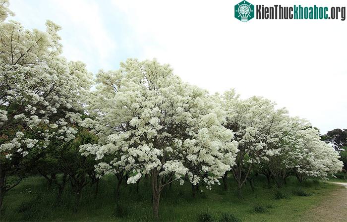 Trong điều kiện lý tưởng, cây hoa lưu tô có thể cao từ 9 tới 12 mét.