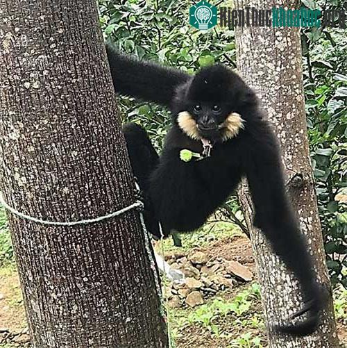 Cá thể vượn đen má hung được phát hiện trong khu dân cư ở huyện Hòa Vang, TP Đà Nẵng.