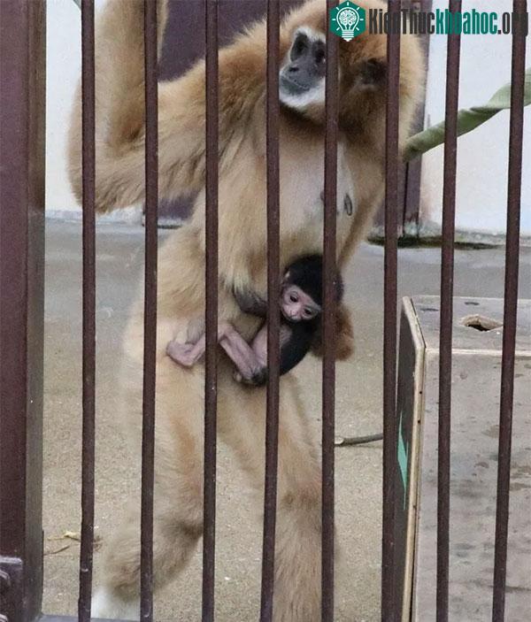 Vượn Momo cùng con