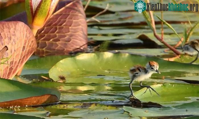 Loài chim lội nước đặc biệt này có ngón chân rất dài.