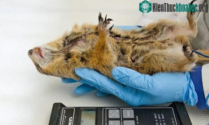 Sóc đất Bắc Cực trong phòng thí nghiệm của giáo sư Kelly Drew tại Đại học Alaska, Fairbanks.
