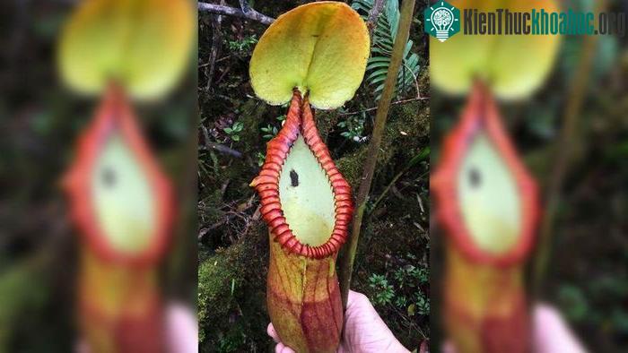 Cây nắp ấm Nepenthes macrophylla với phân động vật mắc kẹt bên cạnh cái bẫy hình ống của nó.