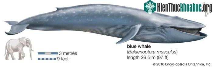 Cá voi xanh (Balaenoptera musculus) là loài động vật lớn nhất từng tồn tại trên Trái Đất.