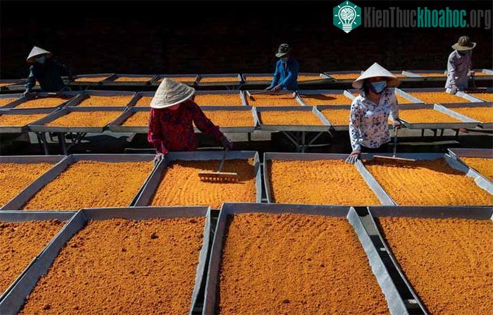 Phơi muối tôm tại một cơ sở chế biến của người dân