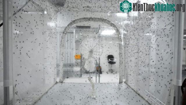 Một chuồng chứa đầy muỗi đực và muỗi cái mang vi khuẩn Wolbachia đang giao phối.
