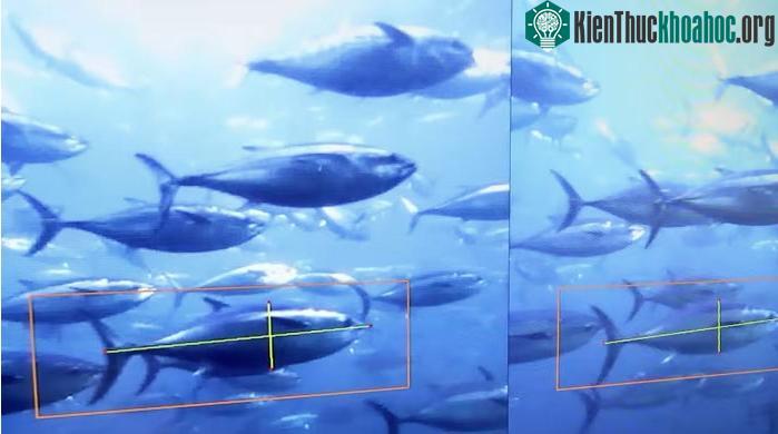 Sử dụng máy quay video và AI để đo kích thước của cá