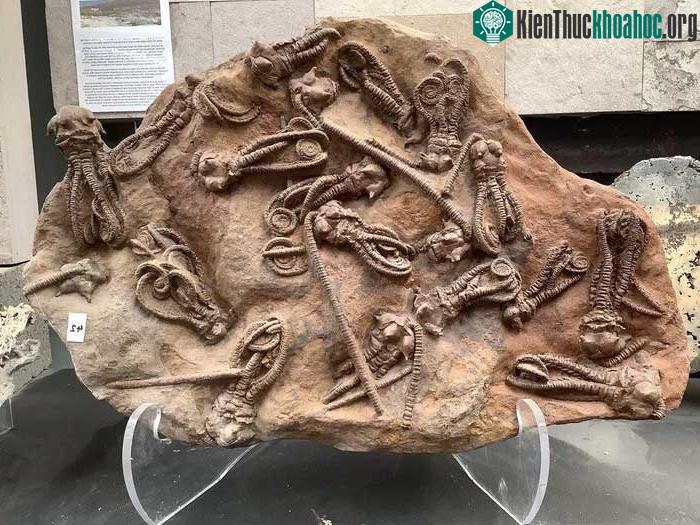 Hóa thạch của Jimbacrinus cho thấy chúng là động vật sống dưới đáy biển