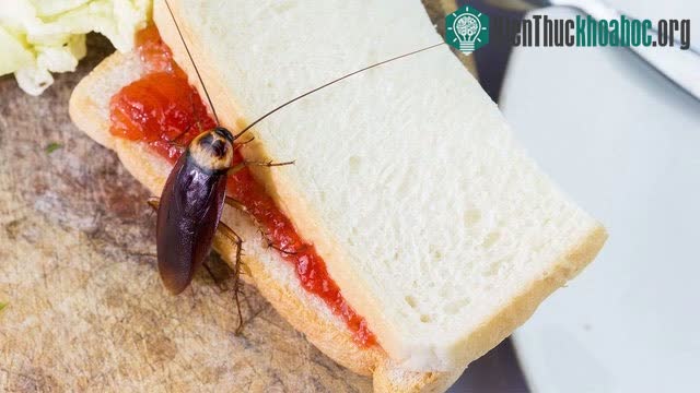 Có ghét gián thì cũng không thể phủ nhận sự sống trên hành tinh này cần chúng.