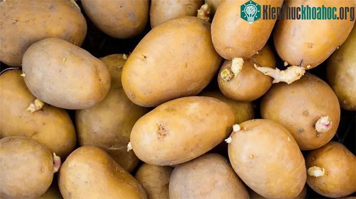 Khoai tây mọc mầm hoặc có màu xanh chứa nồng độ độc tố cao.