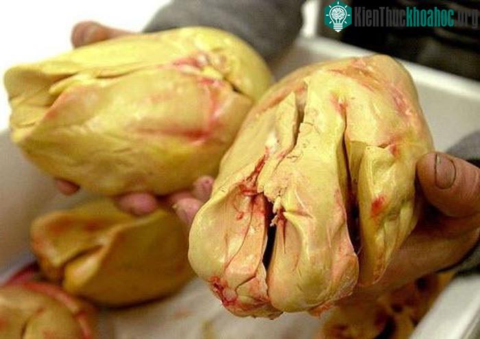 Đằng sau những miếng gan ngỗng béo ngậy là cách nuôi vô cùng tàn nhẫn
