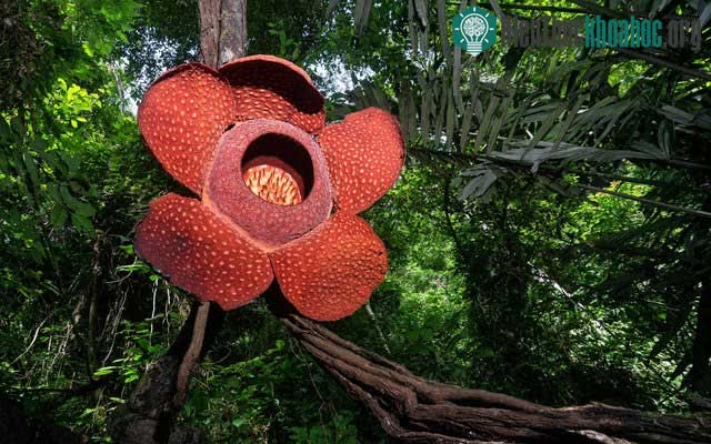 Hoa địa nhãn có đường kính lên tới 1,5m và nặng tới 10-12kg.