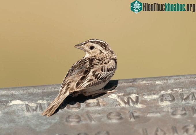 Loài chim sẻ kỳ lạ có 4 "giới tính" khác nhau ảnh 1
