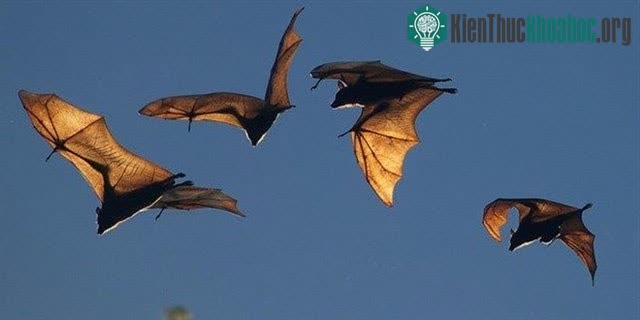 Dơi là loài động vật có tính xã hội cao nên thường sống thành đàn lớn.