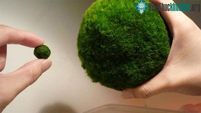 Tảo Aegagropila linnaei từ lâu đã được coi là một bí ẩn trong sinh học