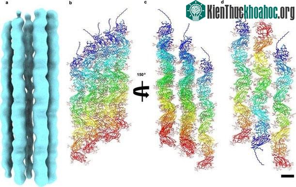 Vi sinh vật này có khả năng sinh tồn mạnh mẽ nhất ở nhiệt độ 80 độ C.
