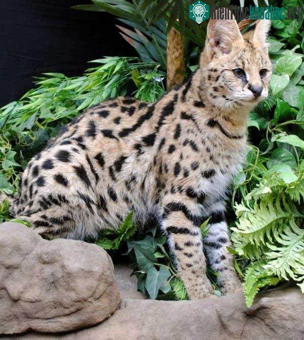 Mèo Savannah