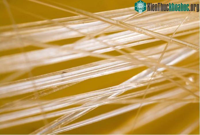 Các gai thủy tinh khổng lồ của bọt biển thủy tinh nước sâu có thể dài hơn 3 mét.