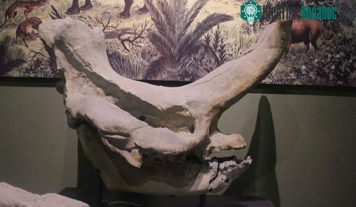 Embolotherium là một loài động vật có vú cổ đại rất lớn