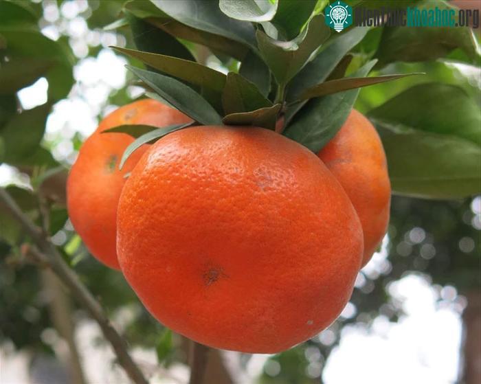 Phần dưới cam Canh hơi lõm và vỏ mỏng, hơi rám sẽ là quả cam ngon.