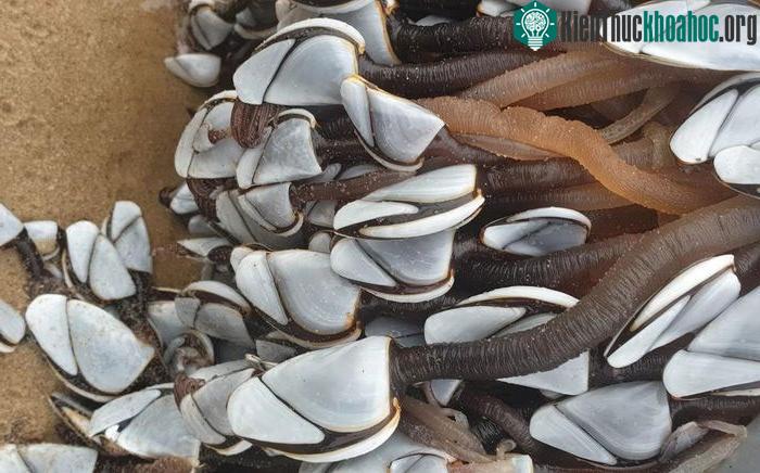 Khúc gỗ phủ đầy hà ngỗng quý hiếm trôi dạt vào bờ biển ảnh 1
