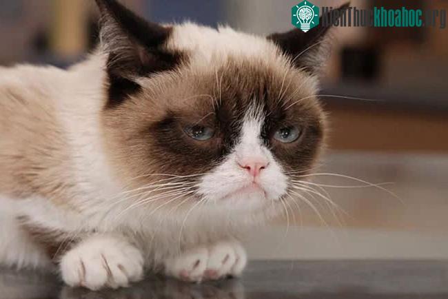Chú mèo gắt gỏng