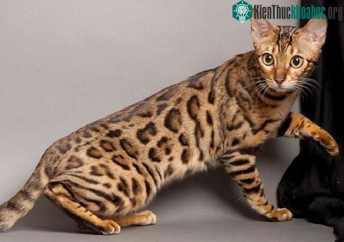 Loài mèo được tạo ra trong phòng thí nghiệm, giá lên đến hàng tỷ đồng/con ảnh 1