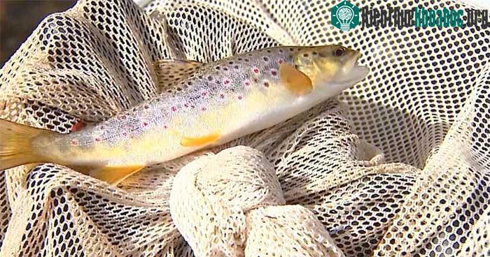 Những con cá tự nhiên giờ không còn an toàn để sử dụng làm thực phẩm ở Mỹ.