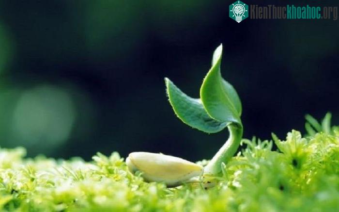 Ngày Lập xuân được coi là ngày bắt đầu mùa xuân ở Việt Nam, Trung Quốc