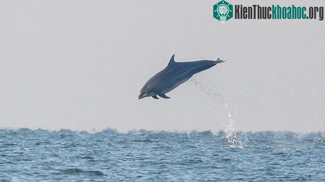 Con cáo heo mũi chai nhảy lên khỏi mặt nước trong bức ảnh ước tính nặng 500kg.