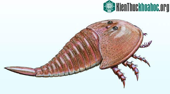Hình dáng được phục dựng qua ảnh của sinh vật