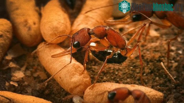 Vì sao kiến chúa sống lâu? Chuyên gia phát hiện bí quyết không ngờ! ảnh 1