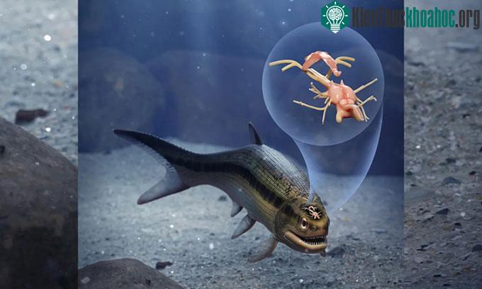 Mô phỏng cá vây tia Coccocephalus wildi và bộ não của nó.