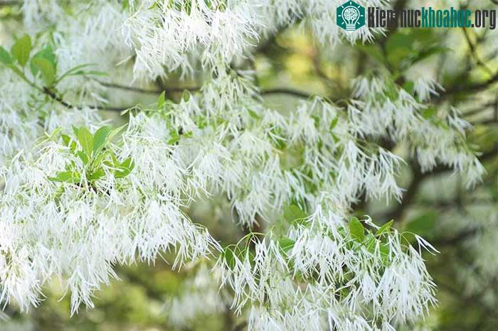 Cây có nguồn gốc từ các quốc gia Đông Bắc Á như Hàn Quốc, Trung Quốc và Nhật Bản