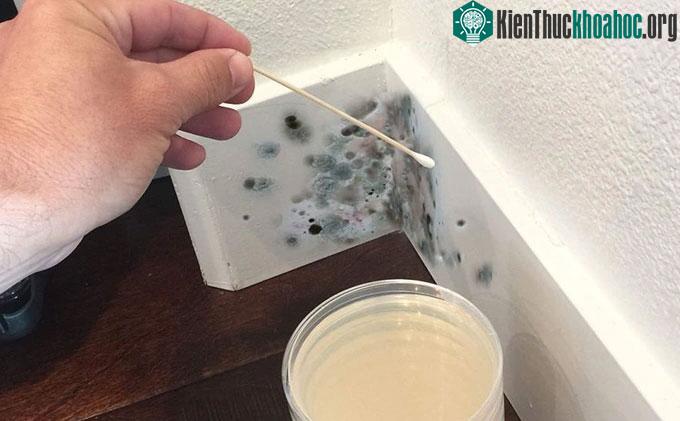 Nấm mốc dễ bắt gặp nhất ở các góc tường, khớp gạch, rèm phòng tắm, nhà bếp...