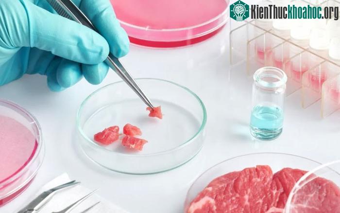 Hiện nay, hơn 100 công ty trên khắp thế giới đang cố gắng tạo ra protein dựa trên tế bào.