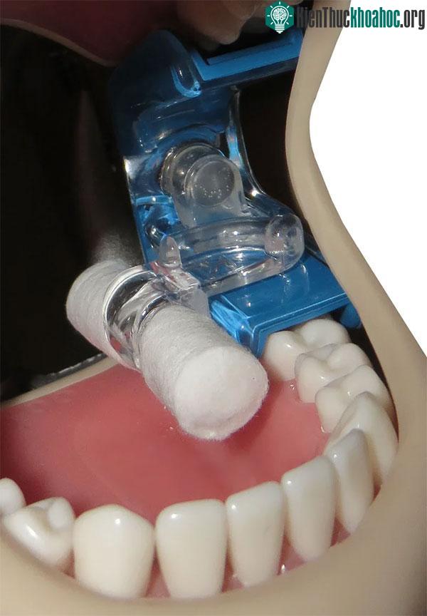 Nước bọt ảnh hưởng đến cách thức ăn di chuyển qua miệng.