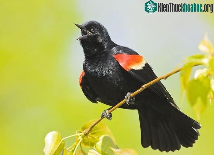 Chim sáo vai đỏ Red-winged Blackbird.