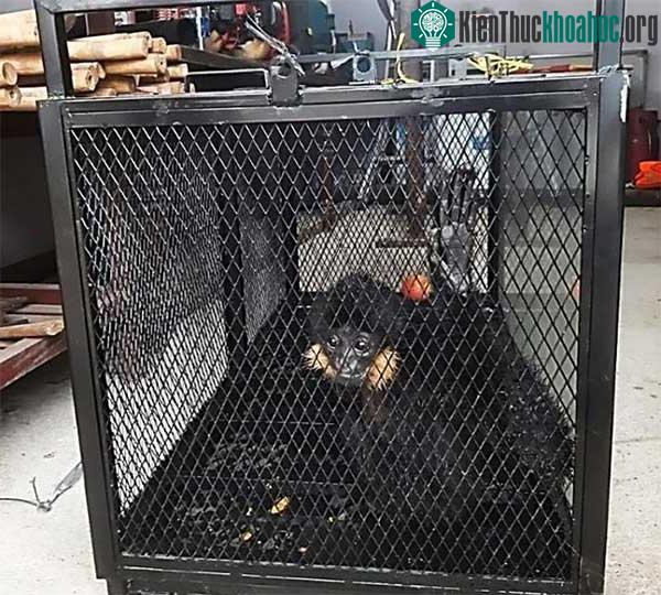 Cá thể vượn đang chờ hoàn thành thủ tục, tái thả về đúng môi trường sống
