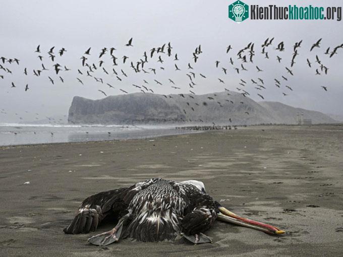 Bồ nông nằm trong số những loài chim hoang dã đang bị cúm gia cầm tấn công ở Peru.