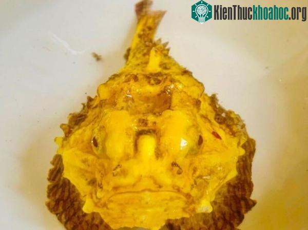 Cá mặt quỷ đột biến gene